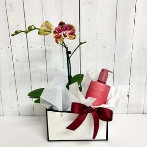 Bundles: WInter gift pack - gorgeous Phalaenopsis Orchid and Ecoya body lotion