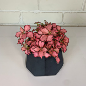 Plants: Fittonia verschaffeltii (pink)
