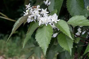 Plants: Hoheria populnea (Lacebark)
