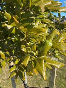 Plants: Alectryon excelsus (Titoki tree)
