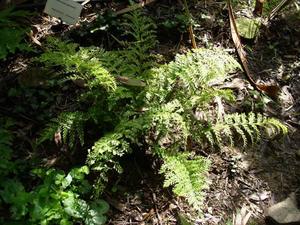 Asplenium bulbiferum (Hen and Chicken Fern)