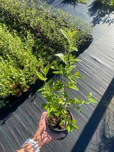 Corokia 'Geenty's Green'