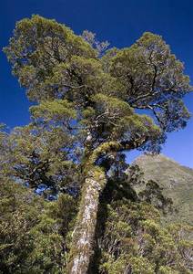Plants: Lophozonia menziesii (Silver beech)