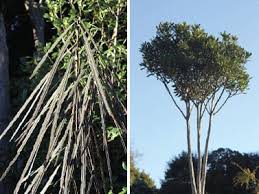 Pseudopanax crassifolius (Lancewood)