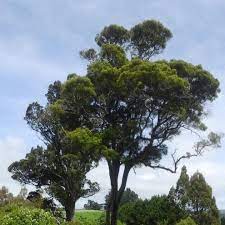 Plants: Prumnopitys taxifolia (Matai)