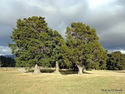 Plants: Podocarpus totara (Totara)