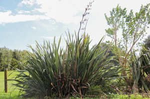 Grasses Flaxes Ground Cover: Phormium tenax (Flax or harakeke)