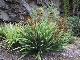 Phormium Emerald Gem (dwarf flax)