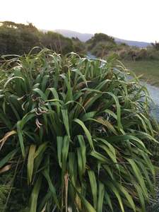 Grasses Flaxes Ground Cover: Phormium cookianum (mountain flax)