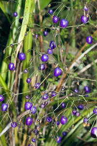 Dianella nigra