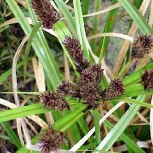 Cyperus ustulatus (Giant umbrella sedge)