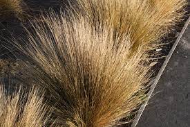 Grasses Flaxes Ground Cover: Chionochloa rubra (red tussock)
