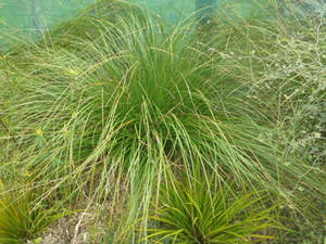 Grasses Flaxes Ground Cover: Carex virgata