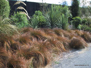 Grasses Flaxes Ground Cover: Carex testacea