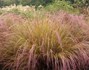 Grasses Flaxes Ground Cover: Anemanthele lessoniana (wind grass)