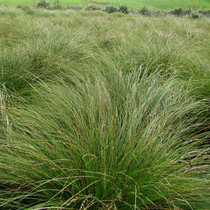 Carex secta