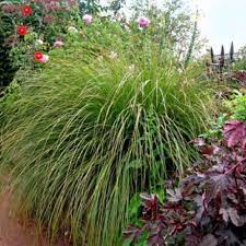 Grasses Flaxes Ground Cover: Carex geminata