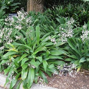 Arthropodium cirratum (Renga renga lily)
