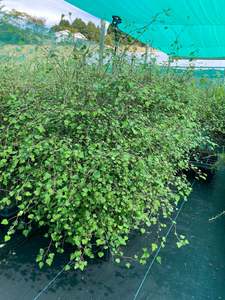 Plagianthus regius (Ribbonwood)