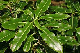 Trees Shrubs: Pittosporum eugenioides (Lemonwood or Tarata)