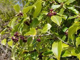 Trees Shrubs: Pittosporum colensoi