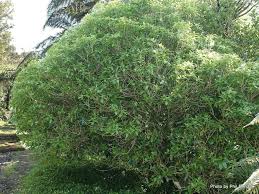 Sale: Melicytus ramiflorus (whiteywood or mahoe)