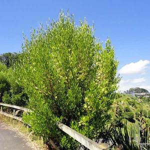 Dodonaea viscosa (Akeake)