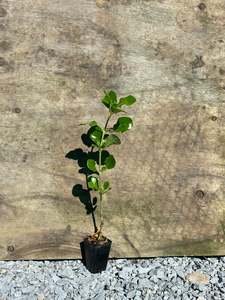 Sale: Coprosma repens