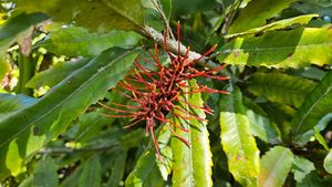 Plants: Knightia excelsa (Rewarewa)
