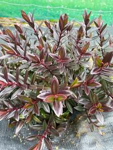 Plants: Hebe Lollipop