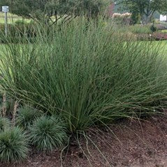 Plants: Juncus pallidus (Giant rush)