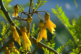 Plants: Sophora microphylla (South Island Kowhai)