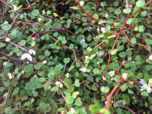 Muehlenbeckia astonii