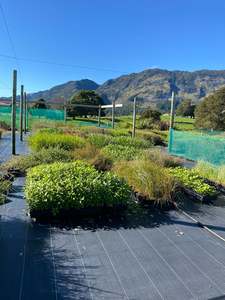 Plants: 480x Riparian combo plants