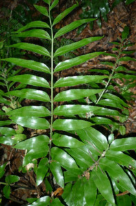 Plants: Asplenium oblongifolium (Shining Spleenwort)