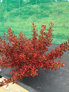 Plants: Coprosma 'Pacific Sunset'