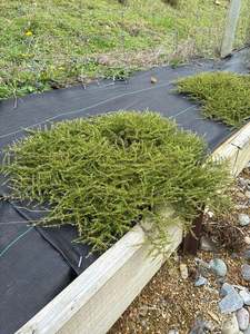 Plants: Coprosma hawera