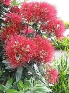 Plants: Metrosideros excelsa (Pohutakawa)