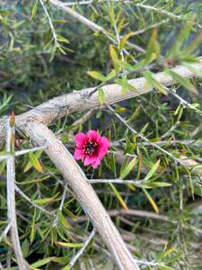 Plants: Leptospermum Pink Cascade