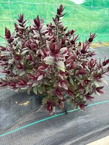 Plants: Hebe Chocolate Box Strawberry Truffle