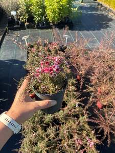 Plants: Leptospermum Nanum Huia