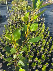 Plants: Griselinia littoralis