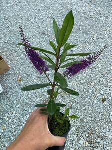 Garden Hedging: Hebe Wiri Prince