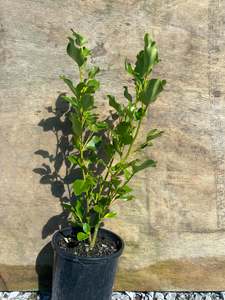 Garden Hedging: Griselinia littoralis 'Broadway mint'