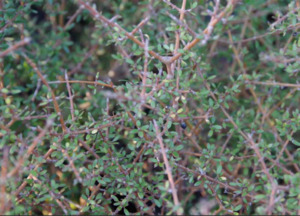 Garden Hedging: Coprosma propinqua (mingimingi)