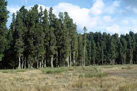 Wetland: Dacrycarpus dacrydioides (Kahikatea)