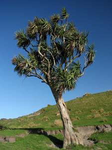 Wetland: Cordyline australis (Cabbage Tree)