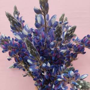 **** Blue Lupin **** fresh stems*******