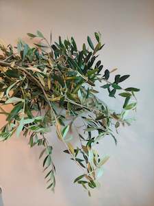 Olive foliage** Long stems** Great colour and filler