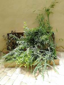 Nikau Valley Mixed Seasonal Box * 6 X 10 stem bunches* 50 -60cm * Monday and Wed&hellip;